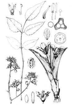 African horseradish tree, cabbagetree