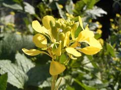 Charlock, Charlock mustard, Wild mustard