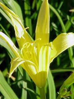 Citron daylily