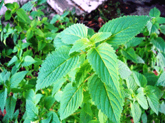 Crested latesummer mint