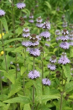Downy wood mint