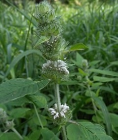 Hairy wood-mint or hairy pagoda plant