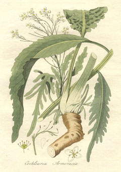 Horseradish, Red Cole