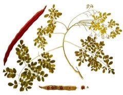 Horseradish Tree, Moringa,