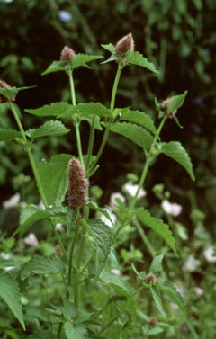 Korean Mint