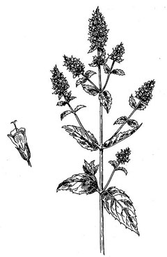 MenthaPiperita