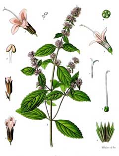 MenthaXPiperita