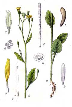 Nipplewort, Common nipplewort