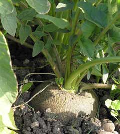Oriental Radish