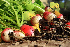 Radish, Cultivated radish