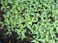 Vietnamese coriander, Asian mint