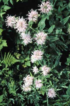 Wild Bergamot, Mintleaf bergamot, Wild Bee-Balm, Lupine