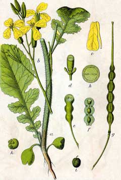 Wild Radish